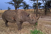 Morani Rhino Kenya